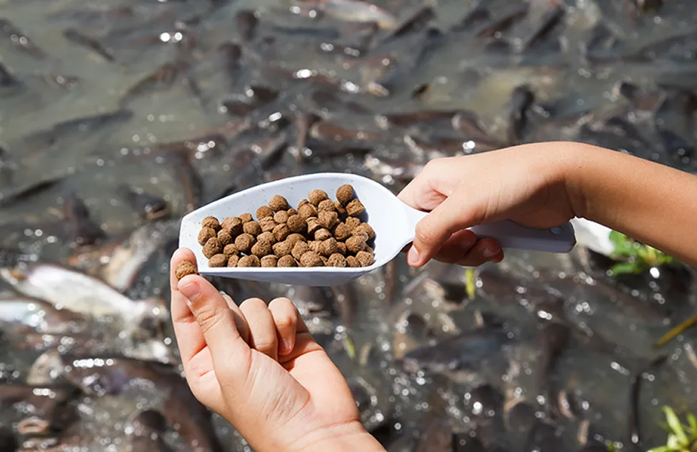 Ração Premium Peixe Acqua Line Fish 32% 05mm Supra 25kg - detalhe